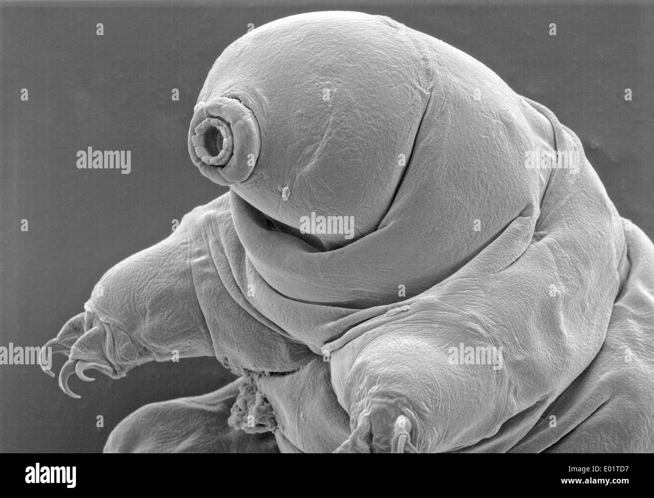 Water Bear Tardigrades Banque De Photographies Et D images Haute water-bear-tardigrades-banque-de-photographies-et-d-images-haute