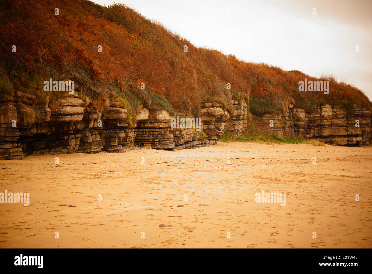 Plage de sable avec l'érosion des roches sédimentaires et contrastés de la flore. N.Wales, UK Banque D'Images