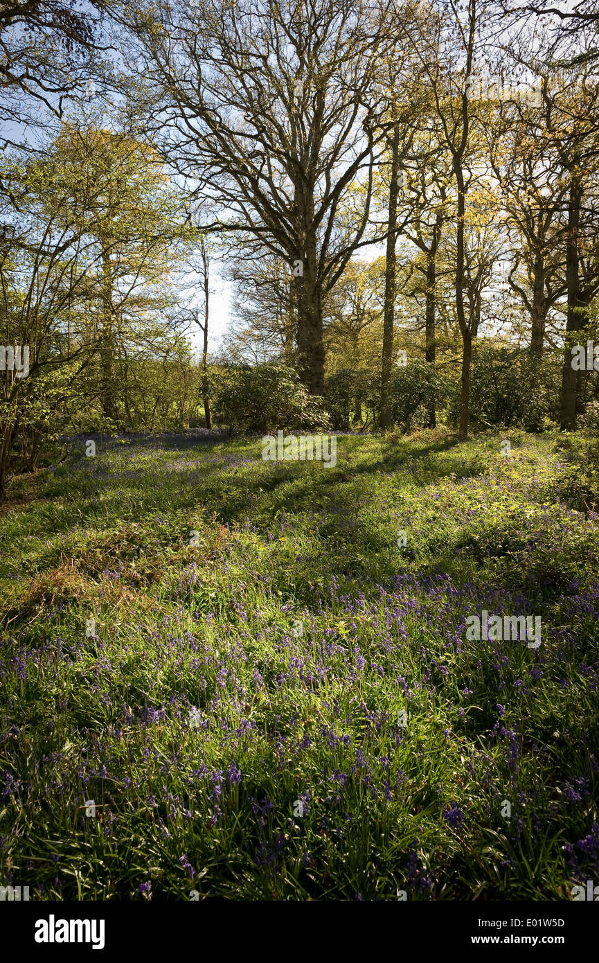 Sur le bois borde Hill Estate près de Haywards Heath, West Sussex, UK Banque D'Images