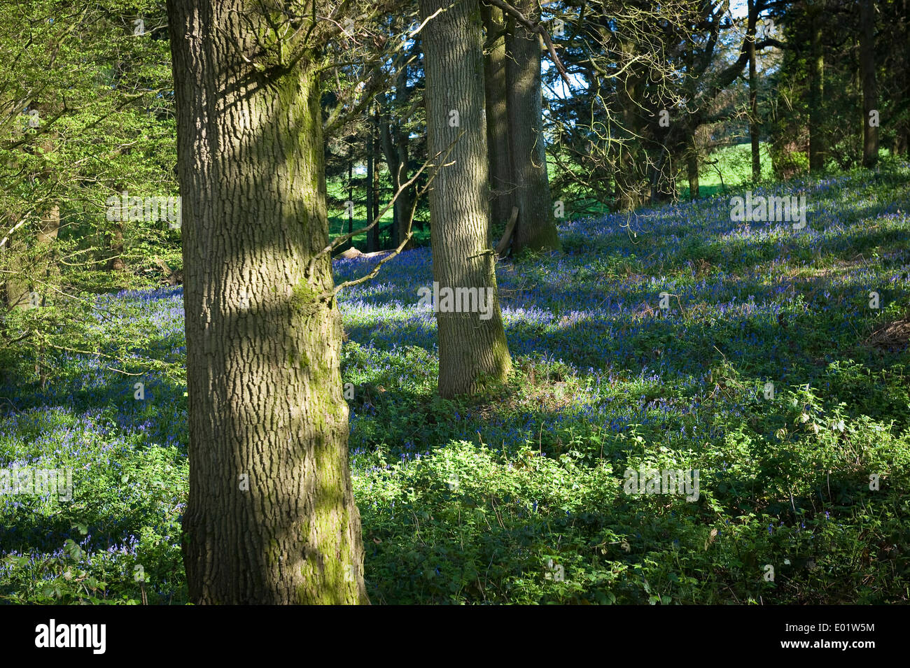 Sur le bois borde Hill Estate près de Haywards Heath, West Sussex, UK Banque D'Images