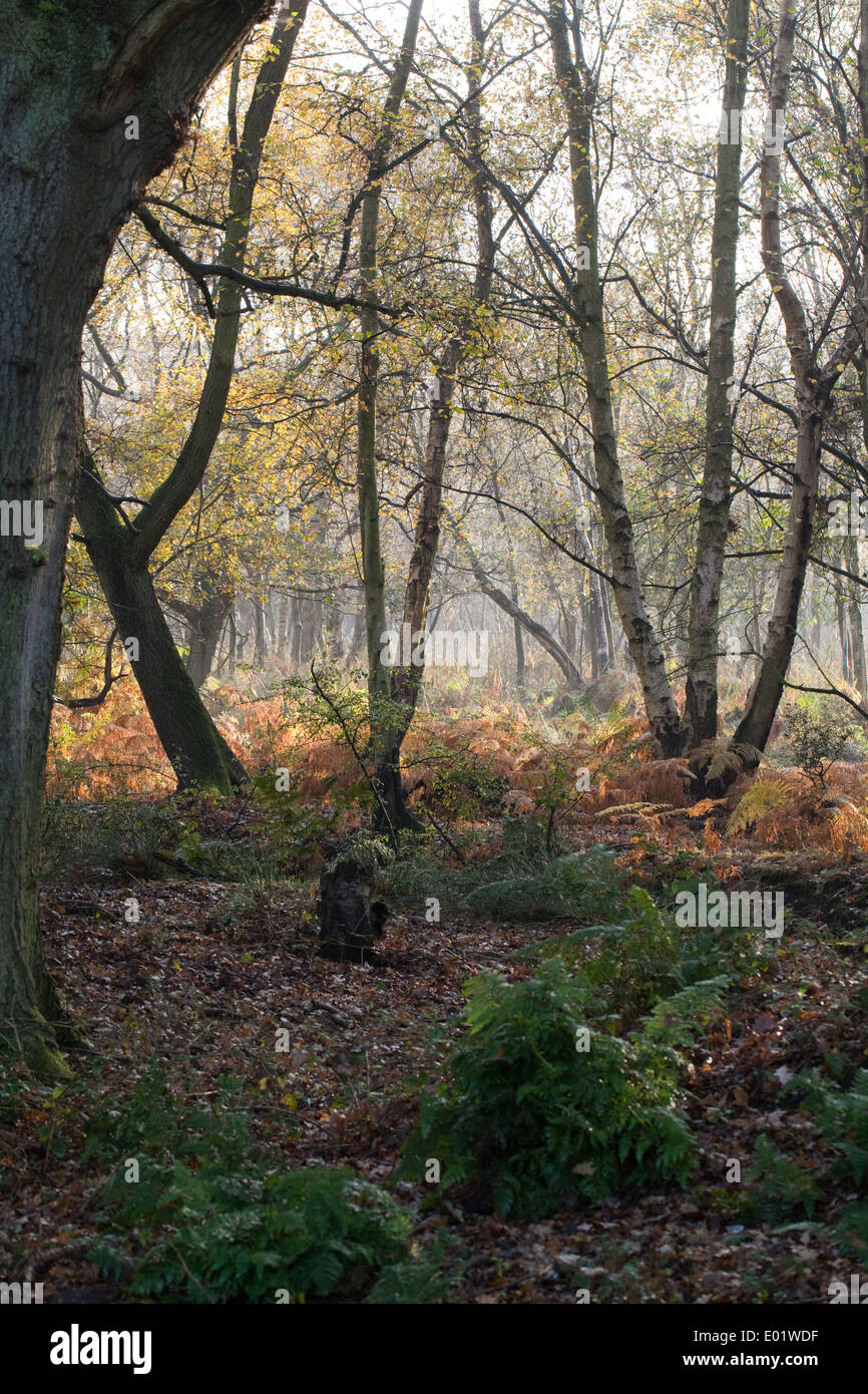 Forestiers humides. Chêne (Quercus robur, gauche, et les plus jeunes bouleaux (Betula pubescens Downy) droite. La couverture du sol des fougères (Dypterus sp.) Banque D'Images