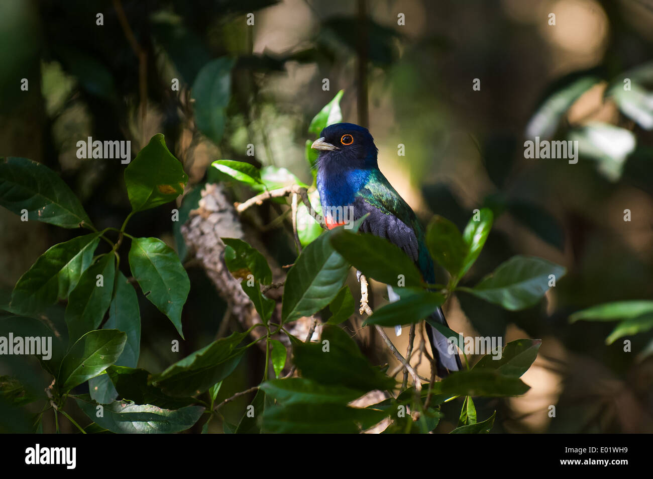 Un Suruca surrucura Trogon Trogon (Mata Atlantica), d'oiseaux forestiers, de couleur bleu, vert, violet, rouge. Marquage rouge autour des yeux. Banque D'Images