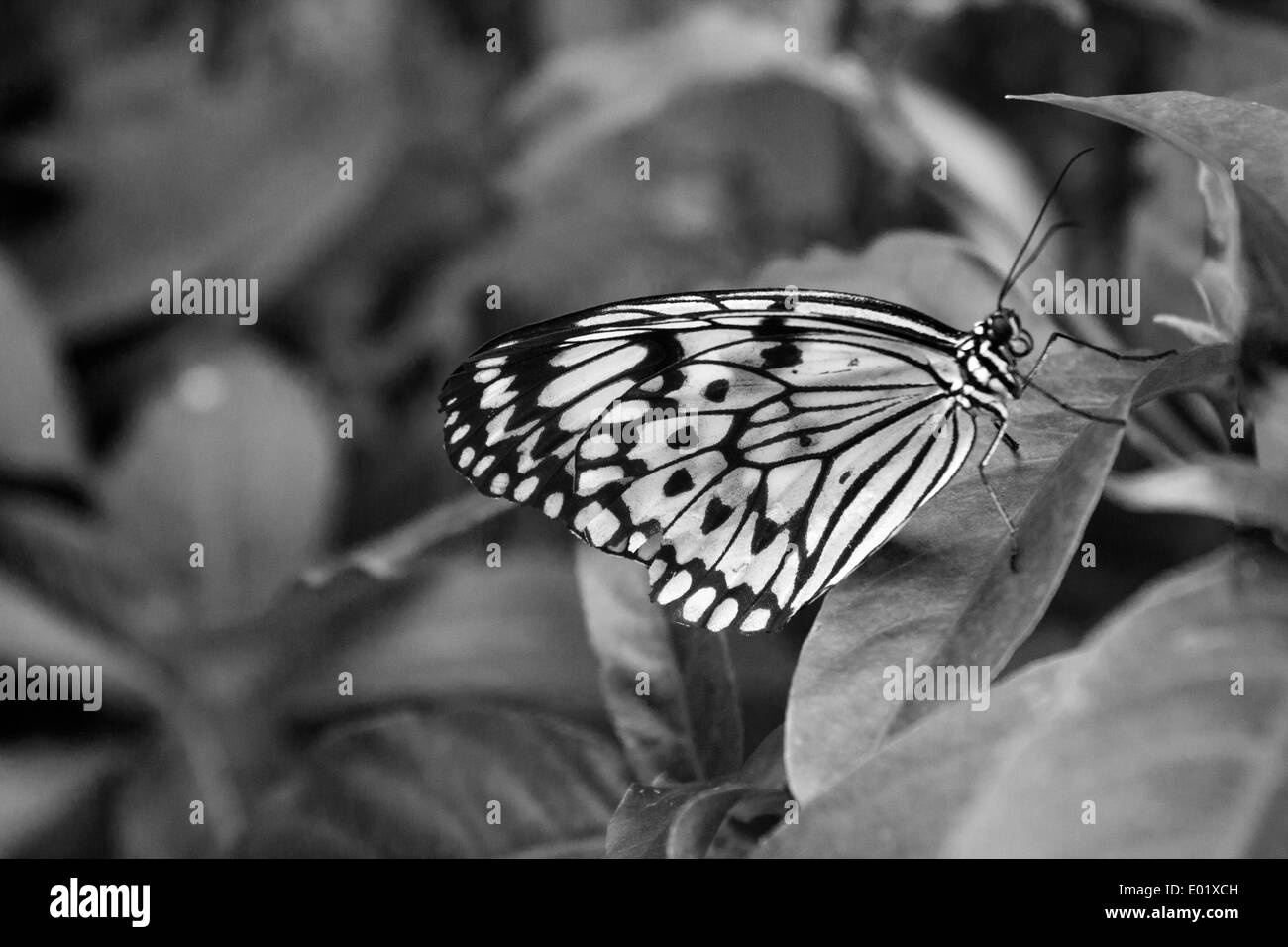 Une belle Butter Fly qui s'arrêtent par dans une feuille pour se reposer. Banque D'Images