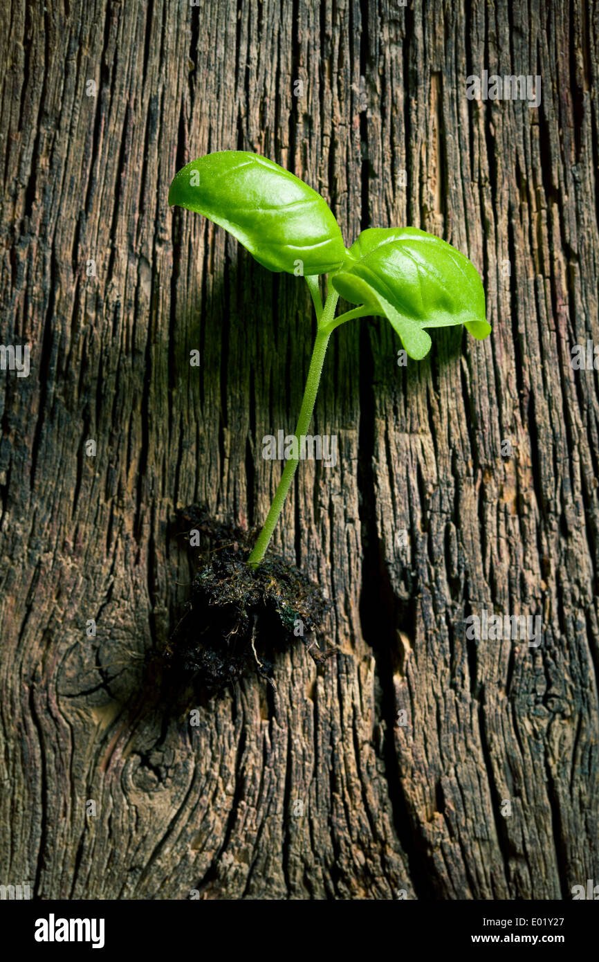 La petite plante de basilic Banque D'Images