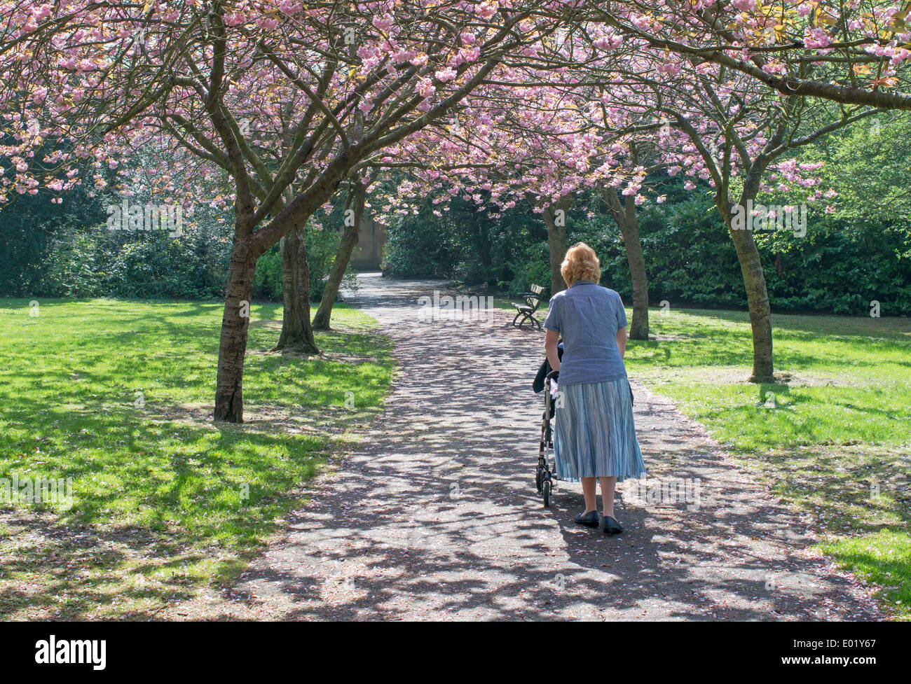Grand-mère poussant un petit-enfant en buggy en vertu de la floraison des cerisiers Saltwell Park Gateshead North East England UK Banque D'Images