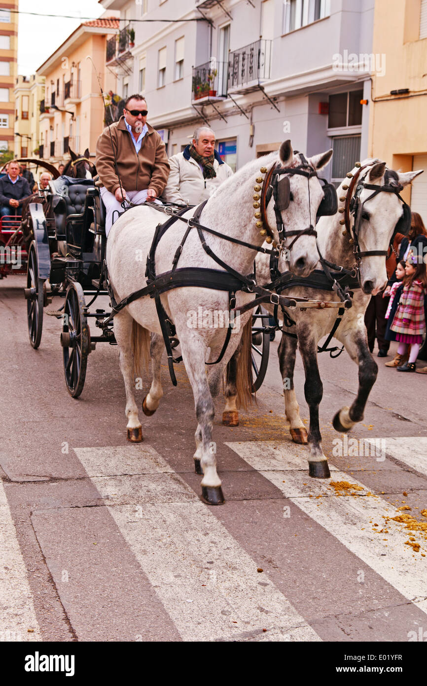 Paire de chevaux blancs à profit pour le transport en Bénédiction des animaux Parade, Nules Banque D'Images