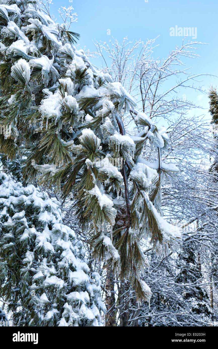 Branches de sapin avec de la neige et de la glace à l'avant-plan avec des arbres et du ciel en arrière-plan. Banque D'Images