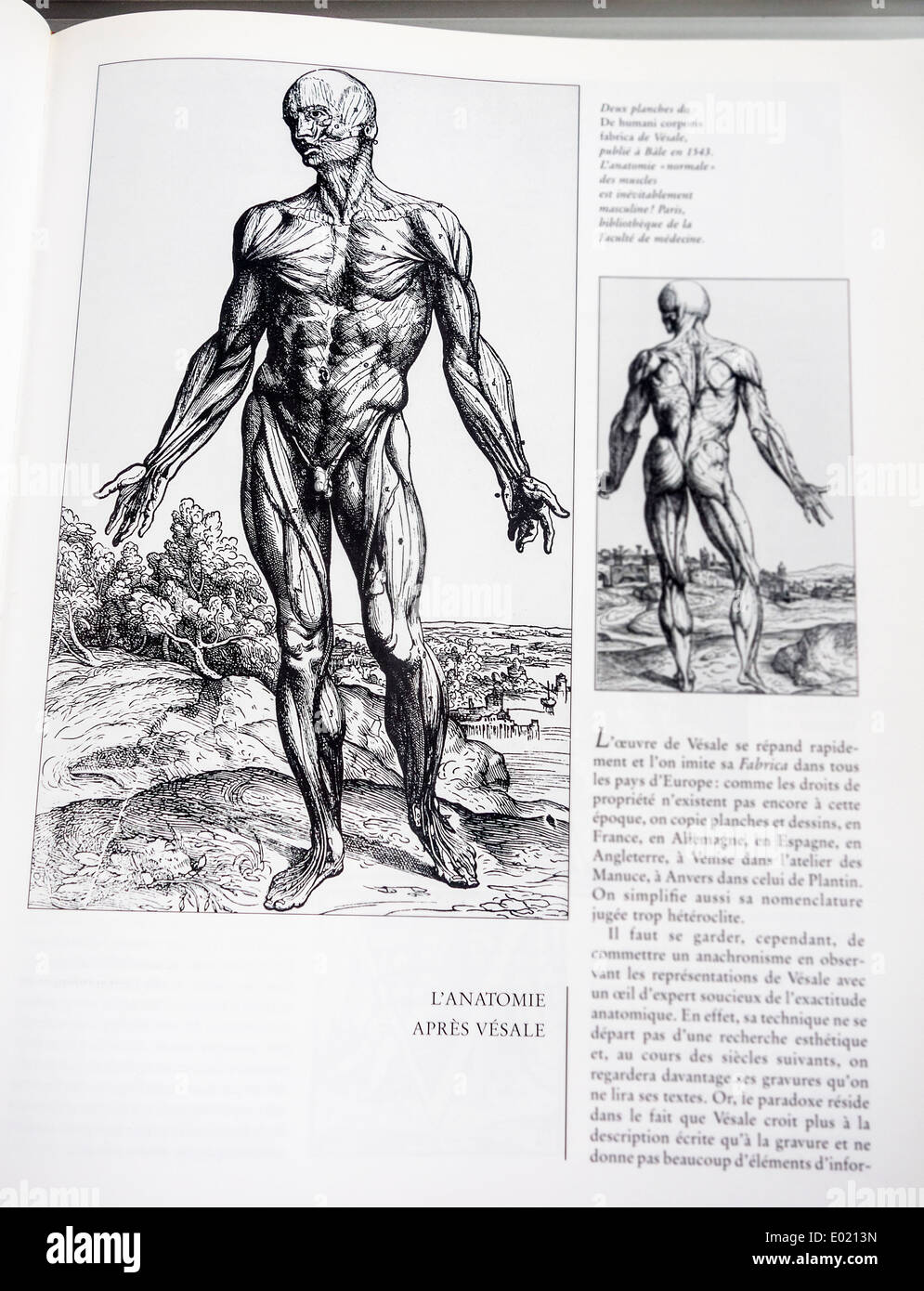 Livre avec des illustrations détaillées sur l'anatomie humaine, De humani corporis fabrica de Vésale anatomiste Belge Banque D'Images