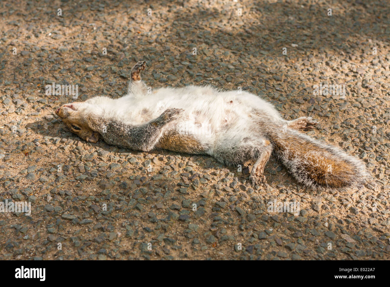 écureuil mort Banque de photographies et d’images à haute résolution Alamy