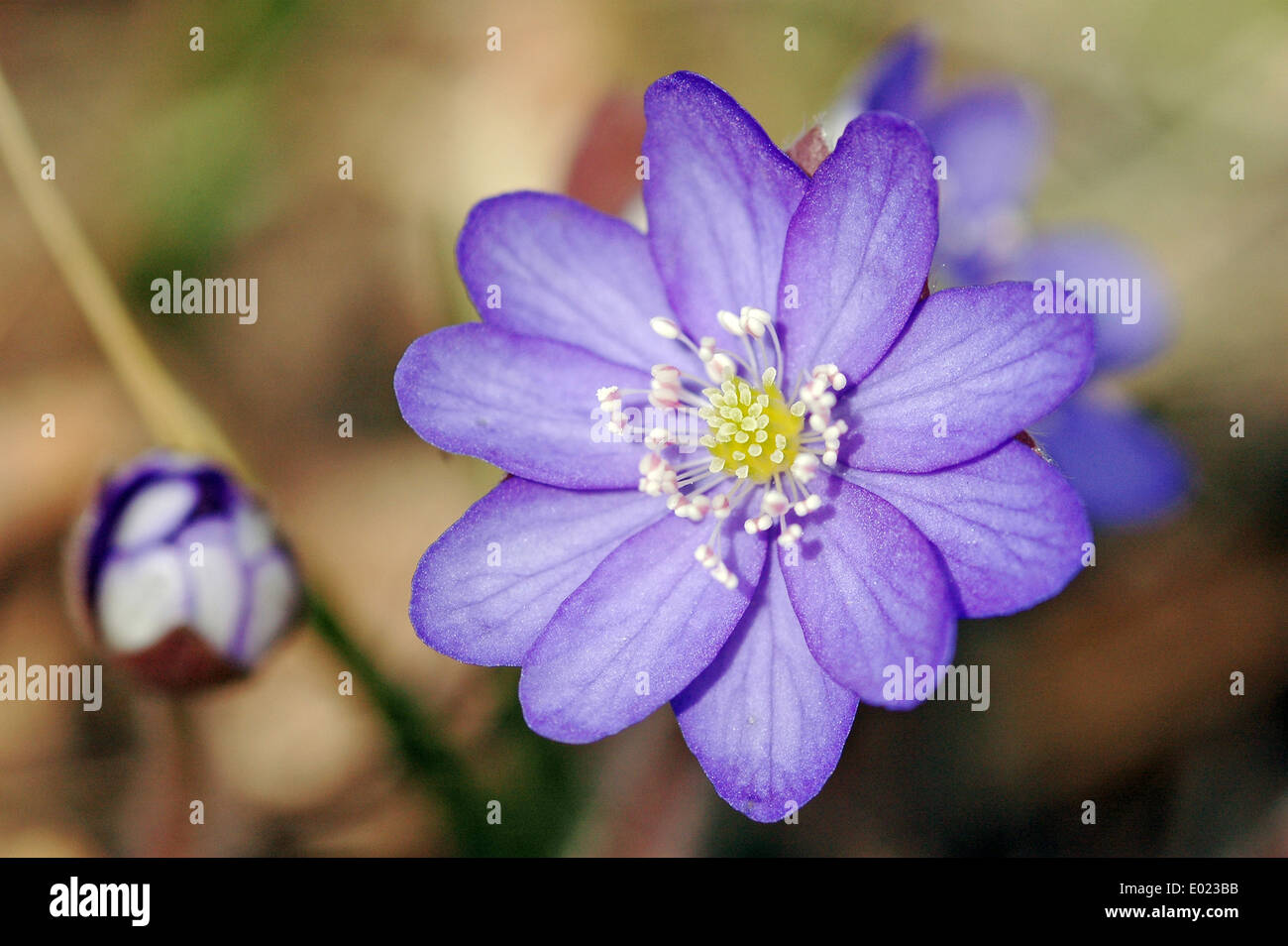 L'hépatique (Hepatica nobilis) croissant sur la forêt de moss Banque D'Images