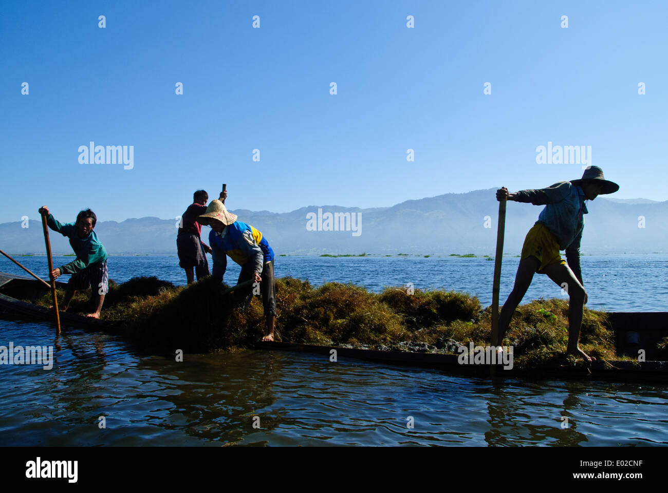 Les villageois de l'ethnie Intha du lac Inle recueillant les mauvaises herbes du fond du lac. Banque D'Images