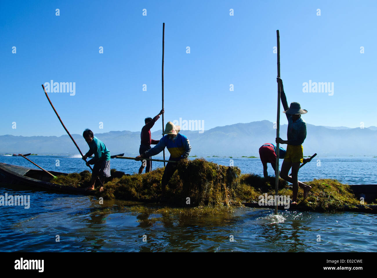 Les villageois de l'ethnie Intha du lac Inle recueillant les mauvaises herbes du fond du lac. Banque D'Images