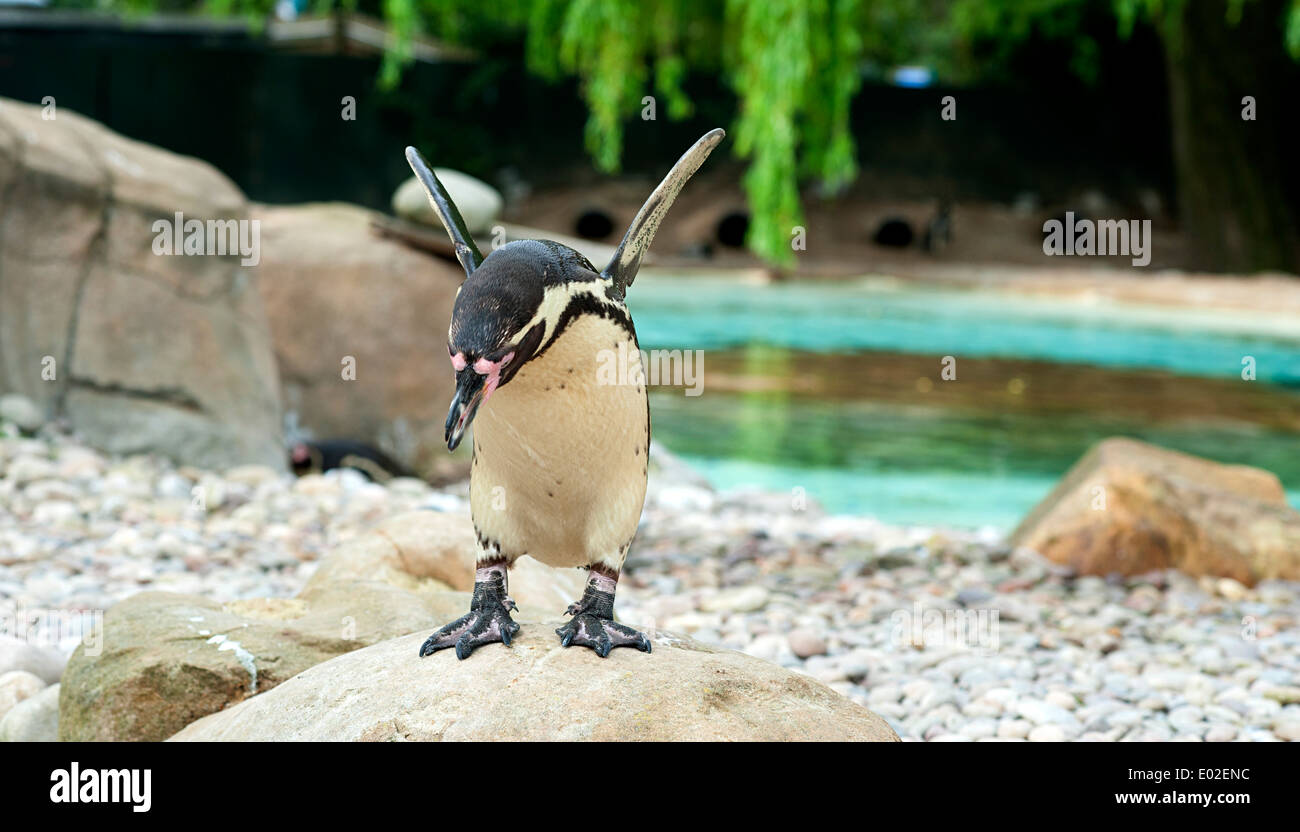 Penguin se prépare à sauter du rocher sur Penguin Beach dans le Zoo de Londres. Banque D'Images