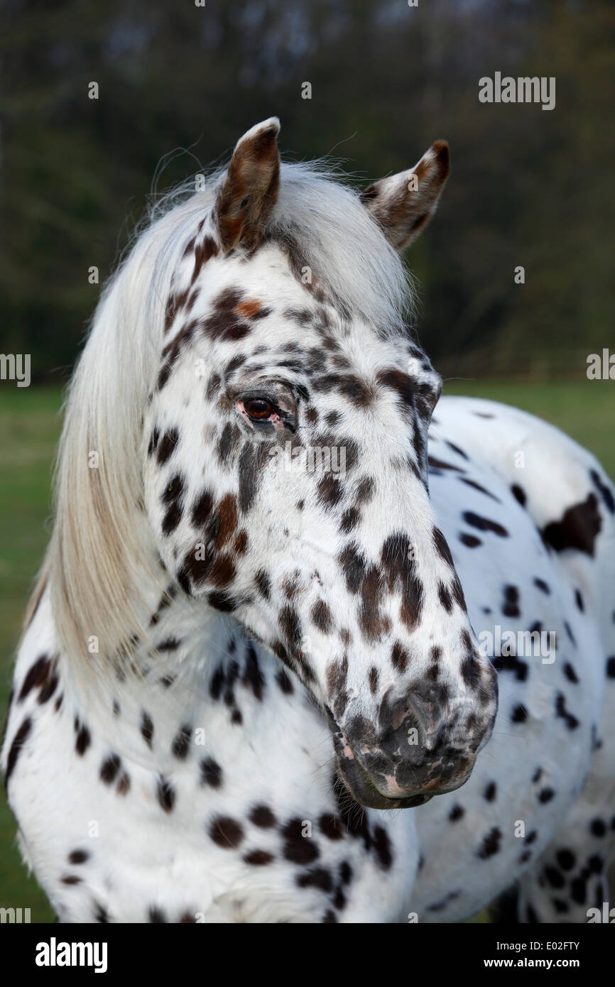 Appaloosa Horse, robe tachetée, portrait Photo Stock - Alamy