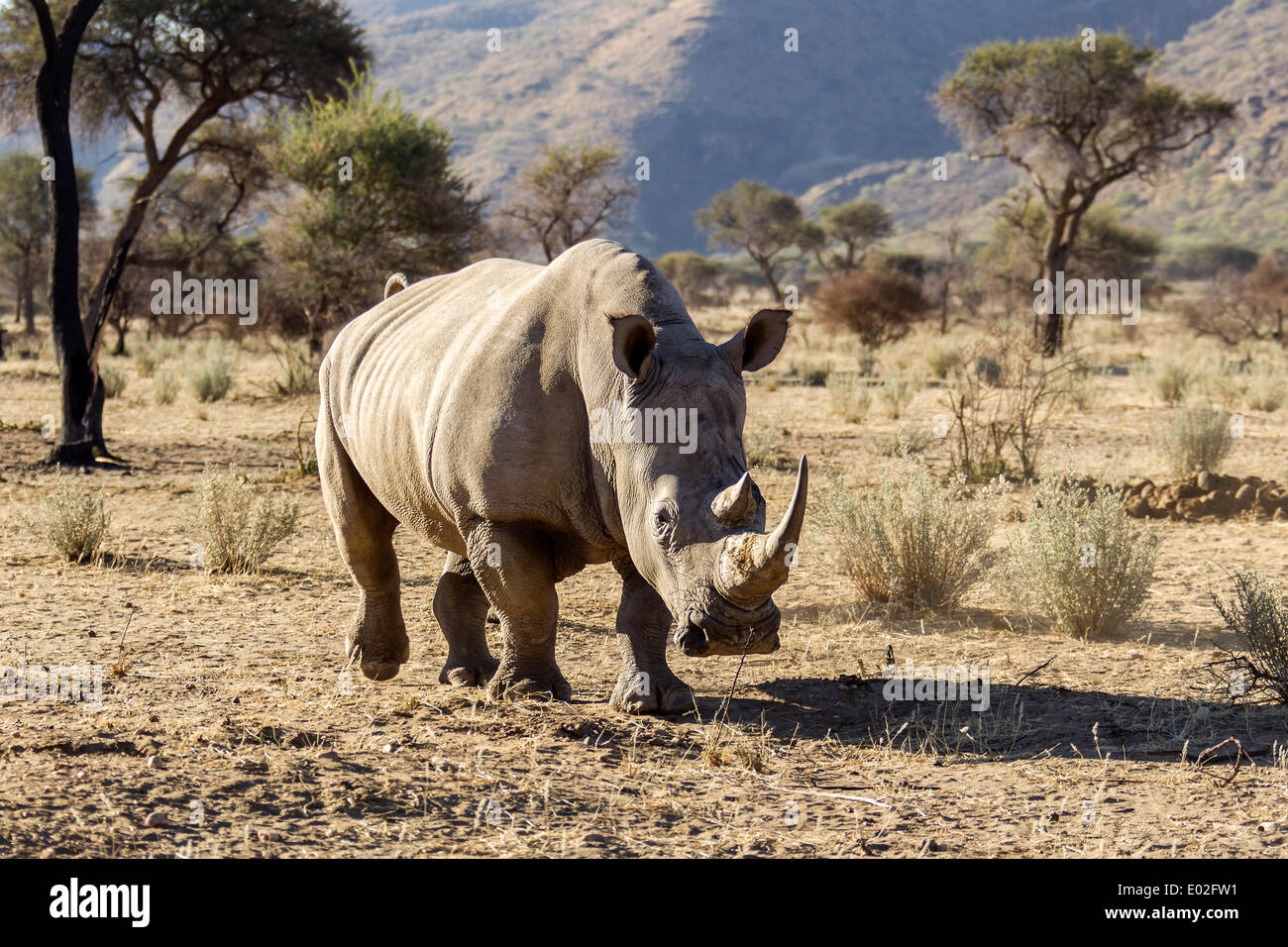 Le rhinocéros blanc (Ceratotherium simum), Okapuka Ranch, Namibie Banque D'Images