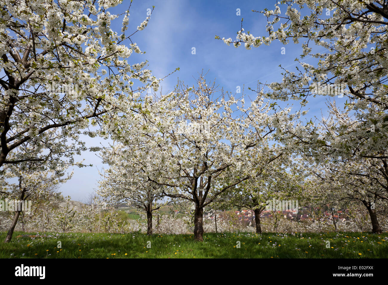Cerisiers en fleur pleine, Obereggenen, Markgräflerland, Forêt-Noire, Bade-Wurtemberg, Allemagne Banque D'Images