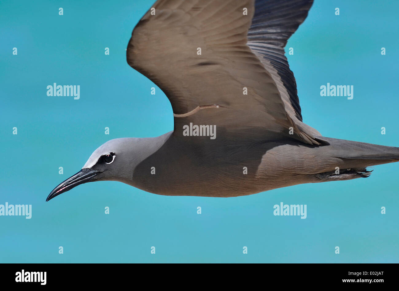 Noddi brun ou conjoint, Anous stolidus noddi, Banque D'Images