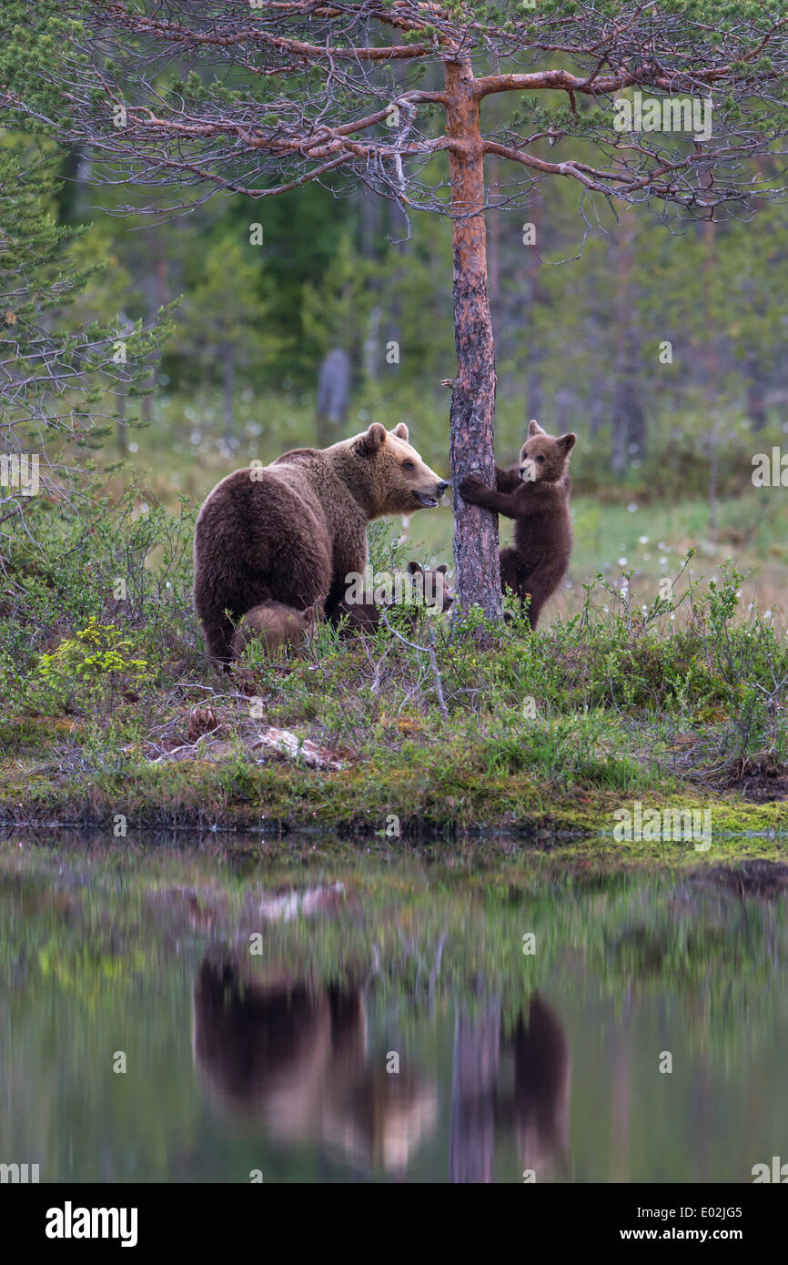 Ours brun femelle avec les mineurs, ursus arctos, Kuhmo, Finlande Banque D'Images