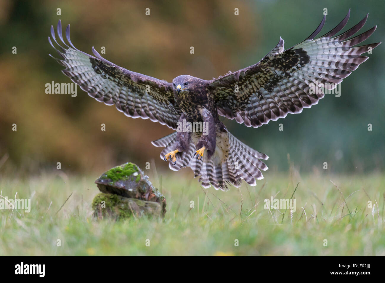 Buse variable, Buteo buteo, Allemagne Banque D'Images