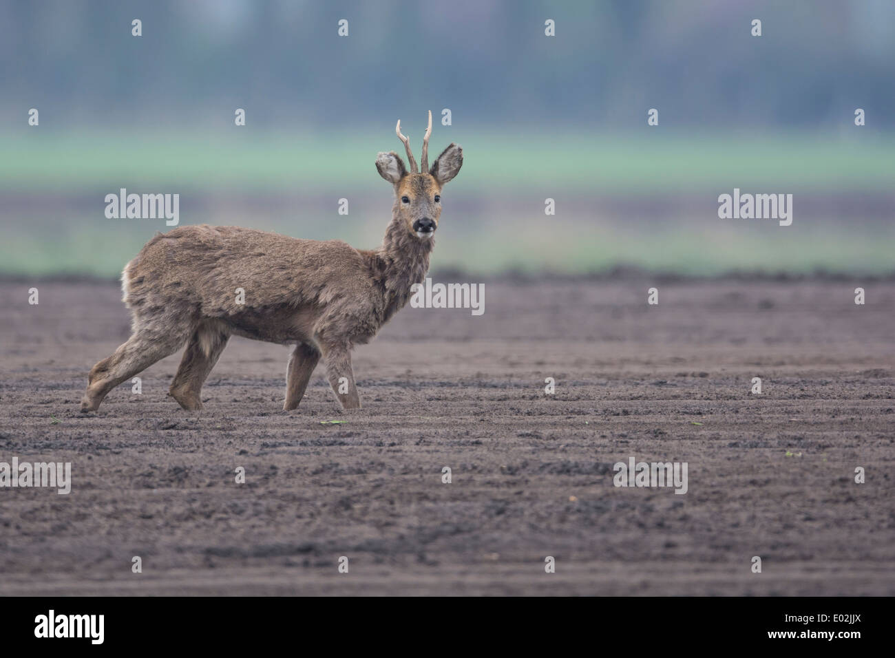 Buck, le chevreuil capreolus capreolus, Vechta, Niedersachsen, Basse-Saxe, Allemagne Banque D'Images