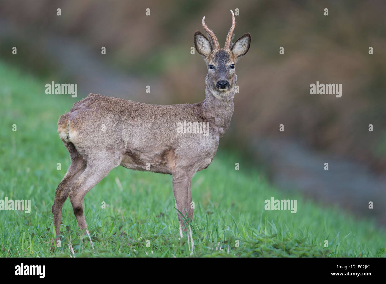 Buck, le chevreuil capreolus capreolus, Vechta, Niedersachsen, Basse-Saxe, Allemagne Banque D'Images