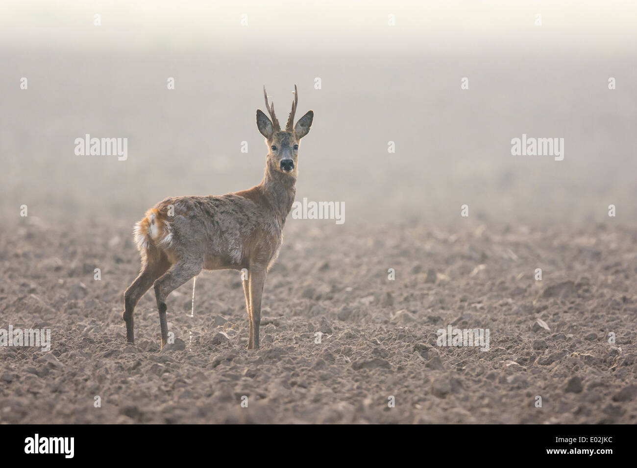 Buck, le chevreuil capreolus capreolus, Vechta, Niedersachsen, Basse-Saxe, Allemagne Banque D'Images