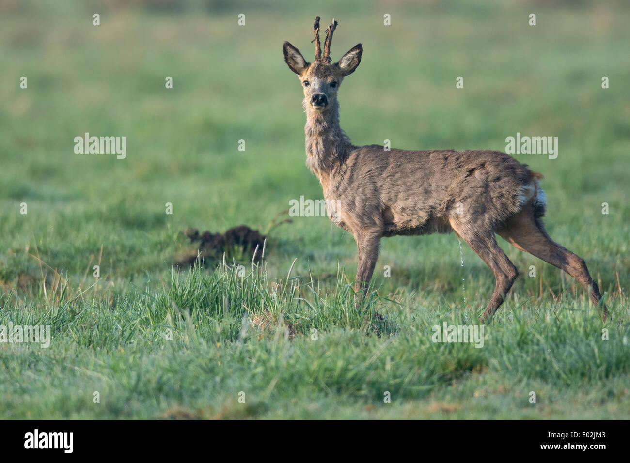 Buck, le chevreuil capreolus capreolus, Vechta, Niedersachsen, Basse-Saxe, Allemagne Banque D'Images