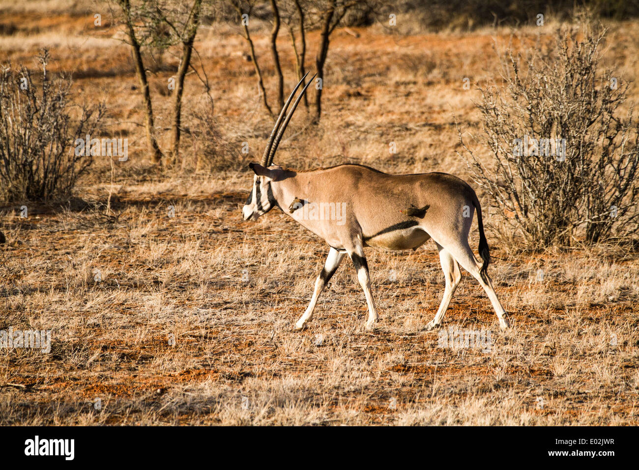 L'Afrique de l'homme (oryx de beisa oryx) également connu sous le nom de photographié beisa en Tanzanie Banque D'Images