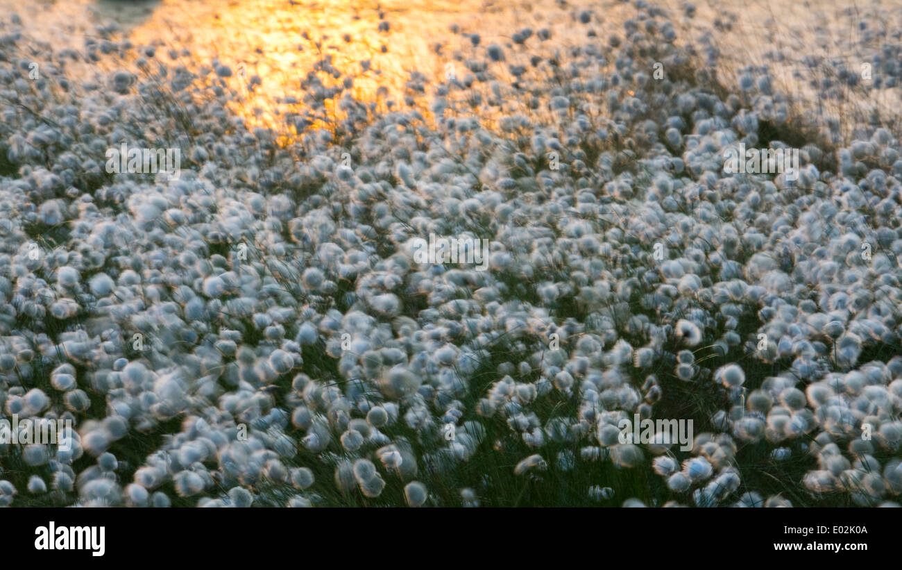 Le lièvre-queue de linaigrettes, Eriophorum vaginatum, goldenstedter Moor, Basse-Saxe, Allemagne Banque D'Images