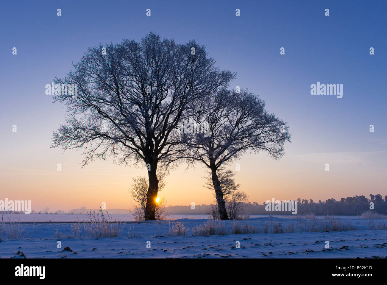 Deux arbres au coucher du soleil, district de Vechta, Niedersachsen, Allemagne Banque D'Images