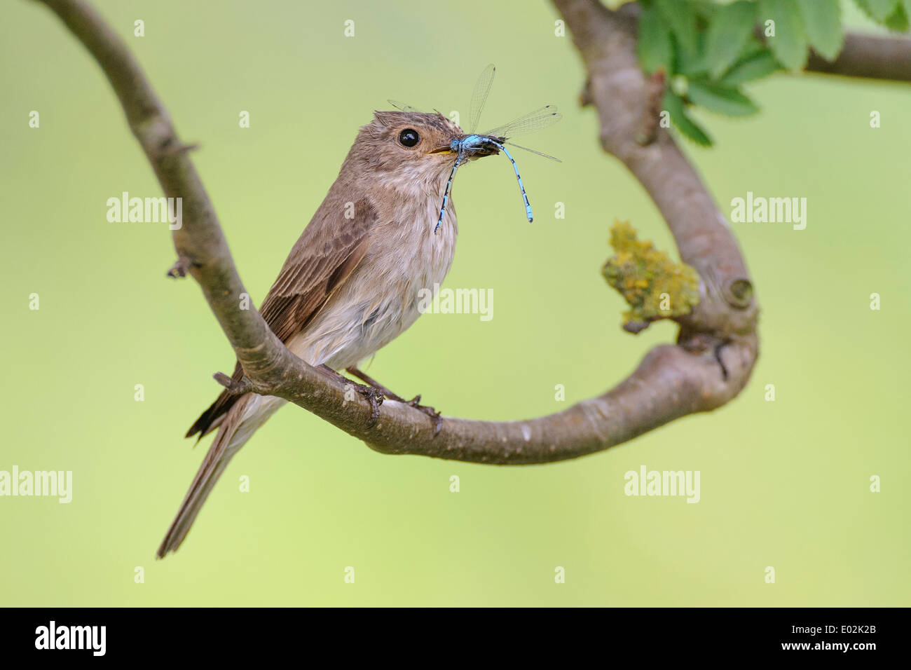 Spotted flycatcher avec proie dans pecker, muscicapa striata, Basse-Saxe, Allemagne Banque D'Images