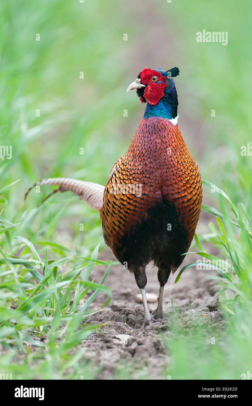 Faisan de Colchide Phasianus colchicus, commune, Vechta, Niedersachsen, Basse-Saxe, Allemagne Banque D'Images