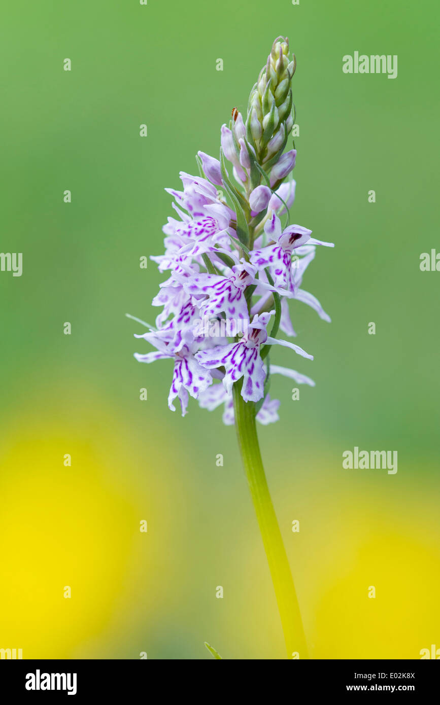 Heath spotted orchid, dactylorhiza maculata, Basse-Saxe, Allemagne Banque D'Images