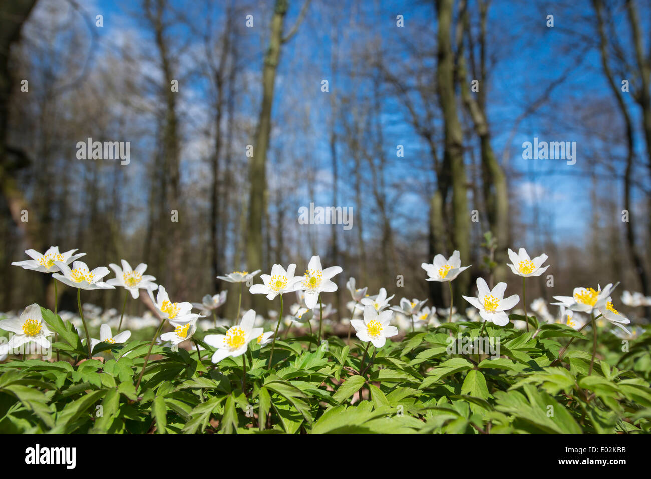 Les anémones de bois en forêt, anemone nemorosa, district de Vechta, Niedersachsen, Allemagne Banque D'Images