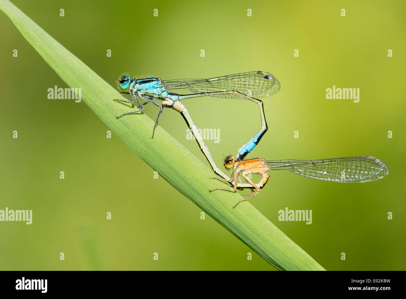 L'accouplement de roue à queue bleue d'Ischnura elegans, les demoiselles Banque D'Images
