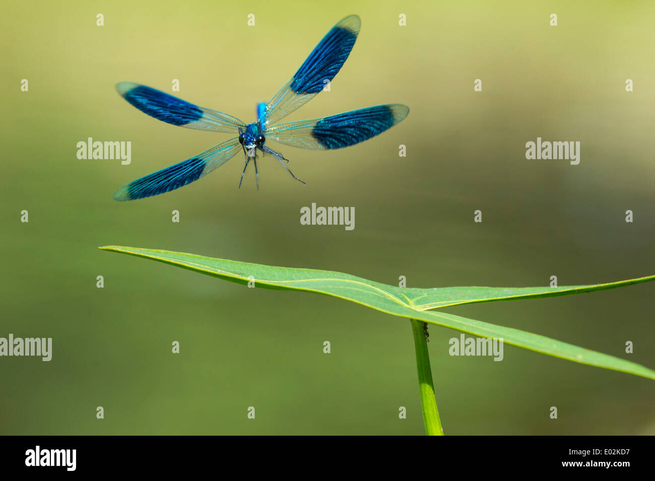 Demoiselle calopteryx splendens, bagués Banque D'Images