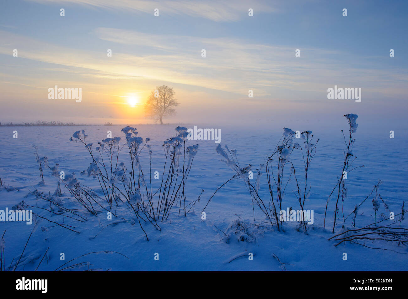 Paysage couvert de neige, district de Vechta, Niedersachsen, Allemagne Banque D'Images