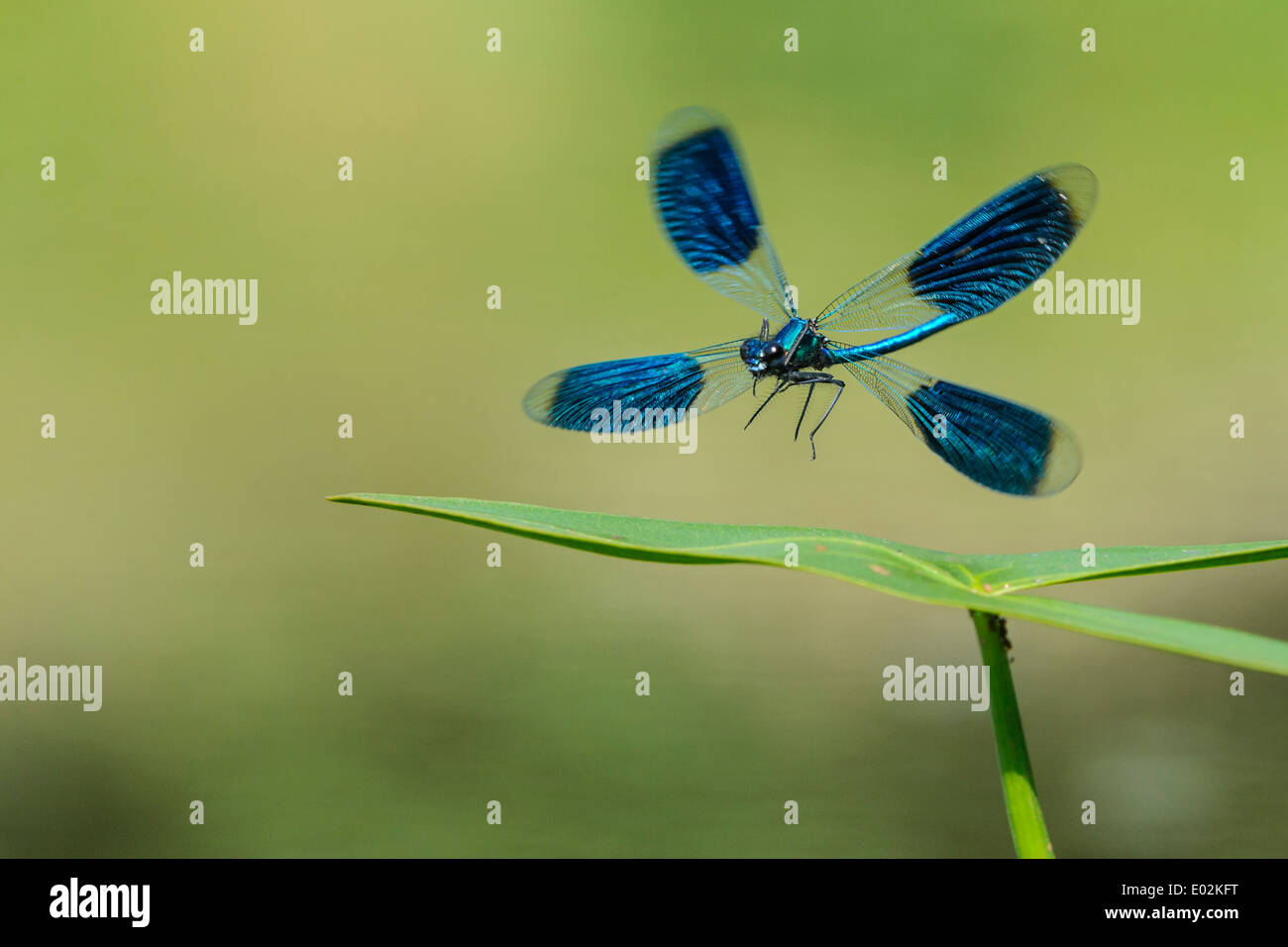 Demoiselle calopteryx splendens, bagués Banque D'Images