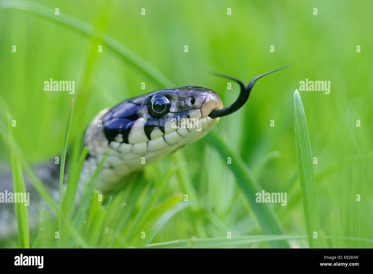 Couleuvre vipérine, Natrix natrix, district de Vechta, Niedersachsen, Basse-Saxe, Allemagne Banque D'Images