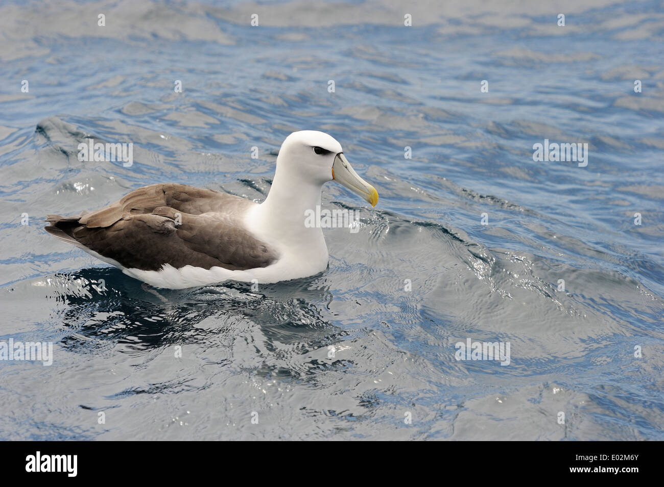 Mollymawk (Diomedea cauta Shy albatross) assis sur l'eau de l'océan austral. Banque D'Images
