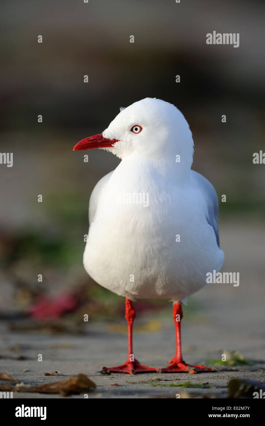 Red-billed Gull (Larus novaehollandiae) standing on beach. Banque D'Images
