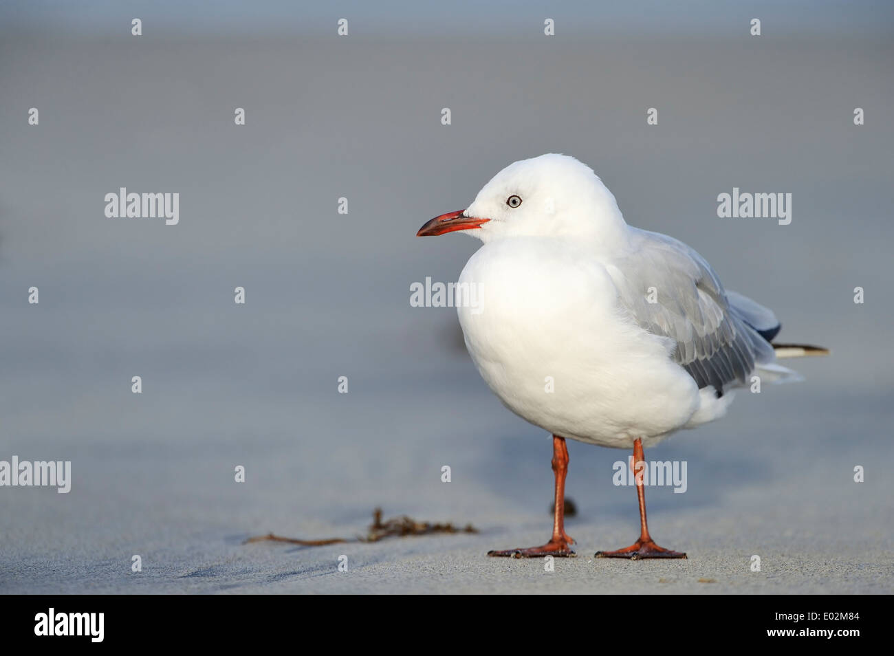 Red-billed Gull (Larus novaehollandiae) standing on beach. Banque D'Images