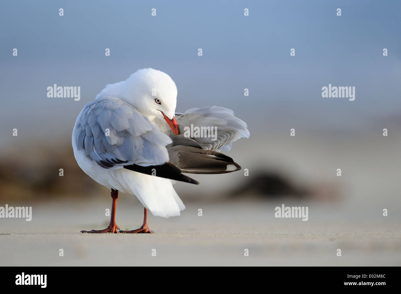 Red-billed Gull (Larus novaehollandiae) standing on beach et le nettoyer ses plumes. Banque D'Images