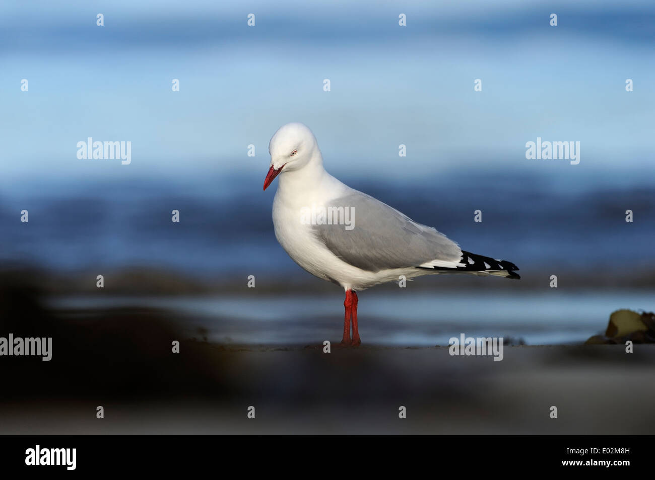 Red-billed Gull (Larus novaehollandiae) Comité permanent sur l'océan plage avec en arrière-plan. Banque D'Images