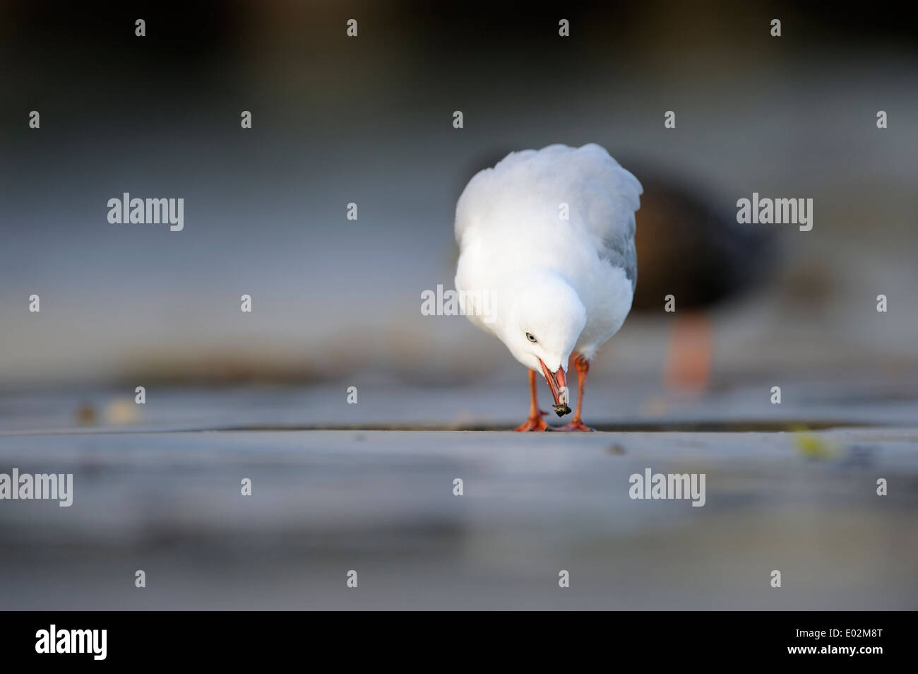 Red-billed Gull (Larus novaehollandiae) avec un peu de shell dans son bec Banque D'Images