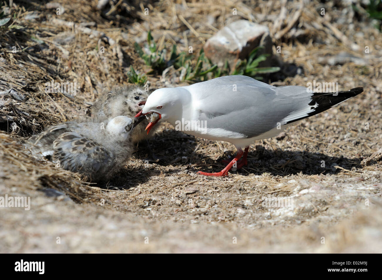 Red-billed Gull (Larus novaehollandiae) c'est l'alimentation des poussins Banque D'Images