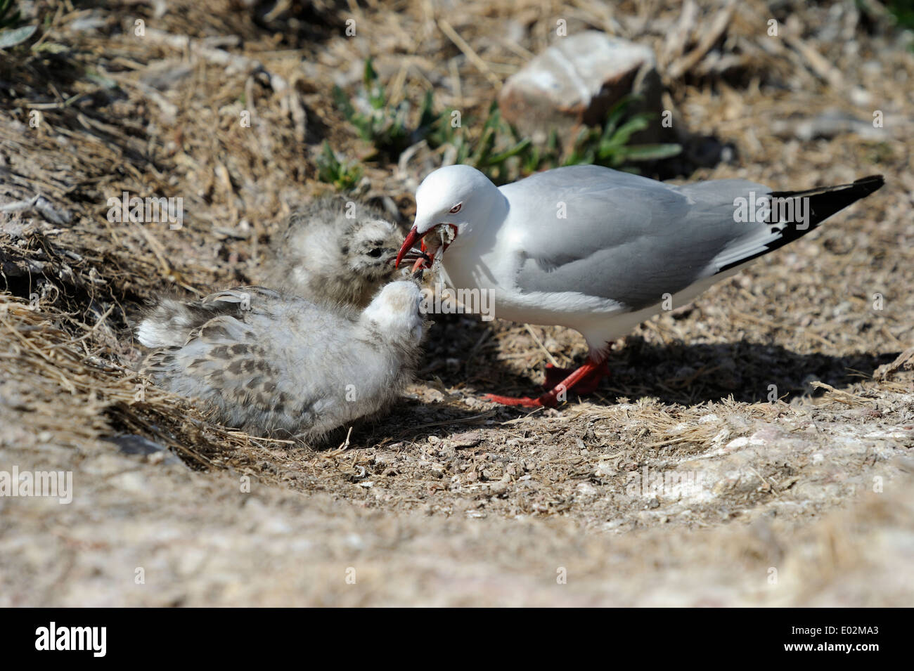 Red-billed Gull (Larus novaehollandiae) c'est l'alimentation des poussins Banque D'Images