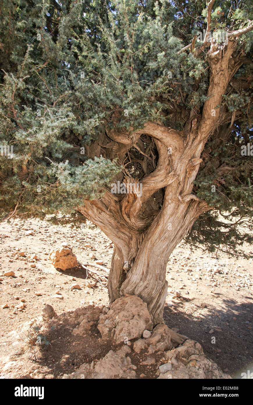 Juniperus oxycedrus (Prickly Juniper, figuier de cèdre, genévrier Cade et Sharp cèdre) photographié dans les montagnes de l'Atlas, Maroc Banque D'Images