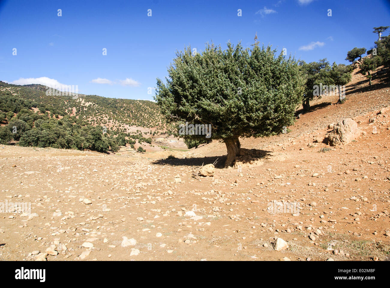 Juniperus oxycedrus (Prickly Juniper, figuier de cèdre, genévrier Cade et Sharp cèdre) photographié dans les montagnes de l'Atlas, Maroc Banque D'Images