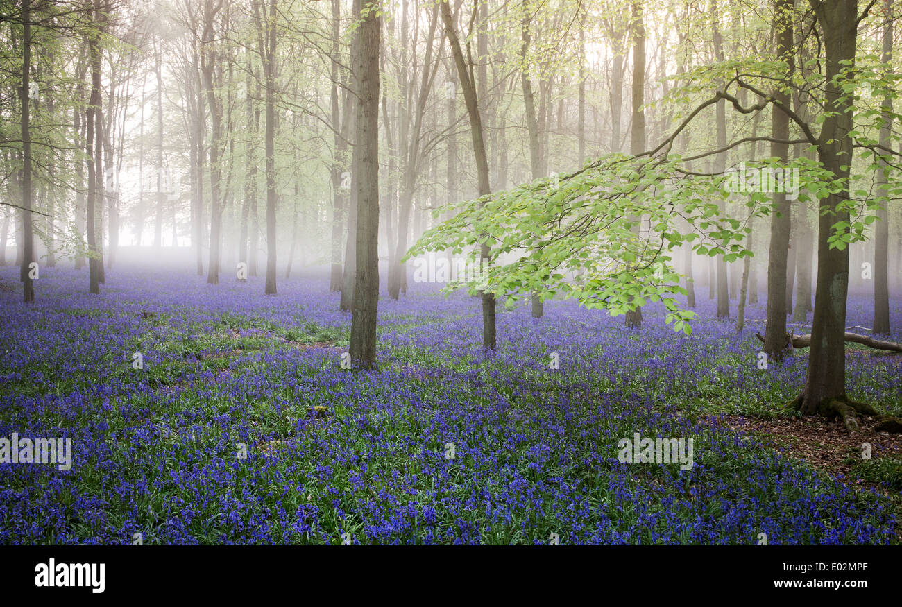 Bluebell Misty et de hêtre dans la campagne anglaise et forestiers Banque D'Images